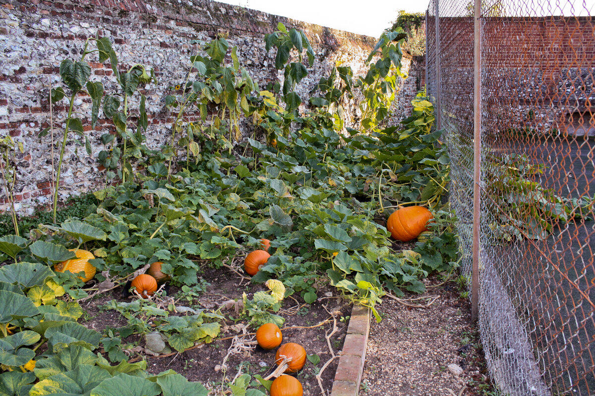photo vine wall